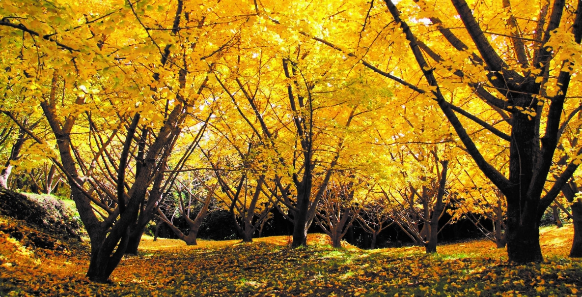 垂水千本イチョウ