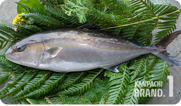 かのやカンパチ