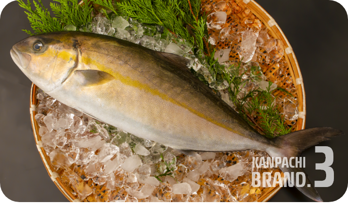 ねじめ黄金カンパチ