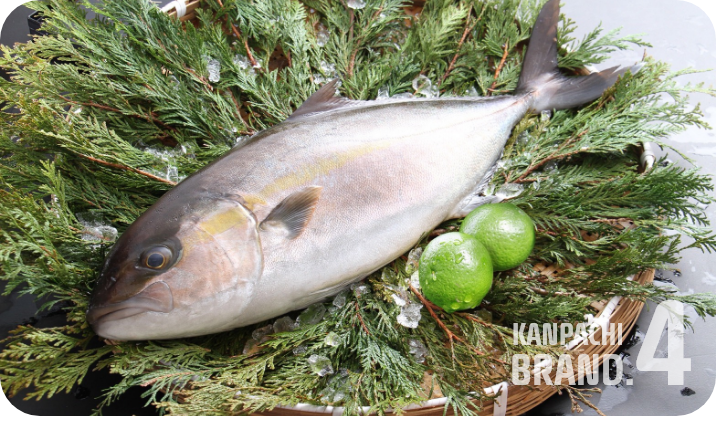 辺塚だいだいカンパチ